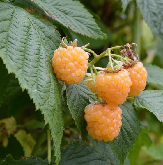 Fall Gold Raspberry Plants – 2 Bare Root Rubus idaeus, Sweet Golden-Yellow Berries, Fall-Bearing, Compact for Garden or Patio