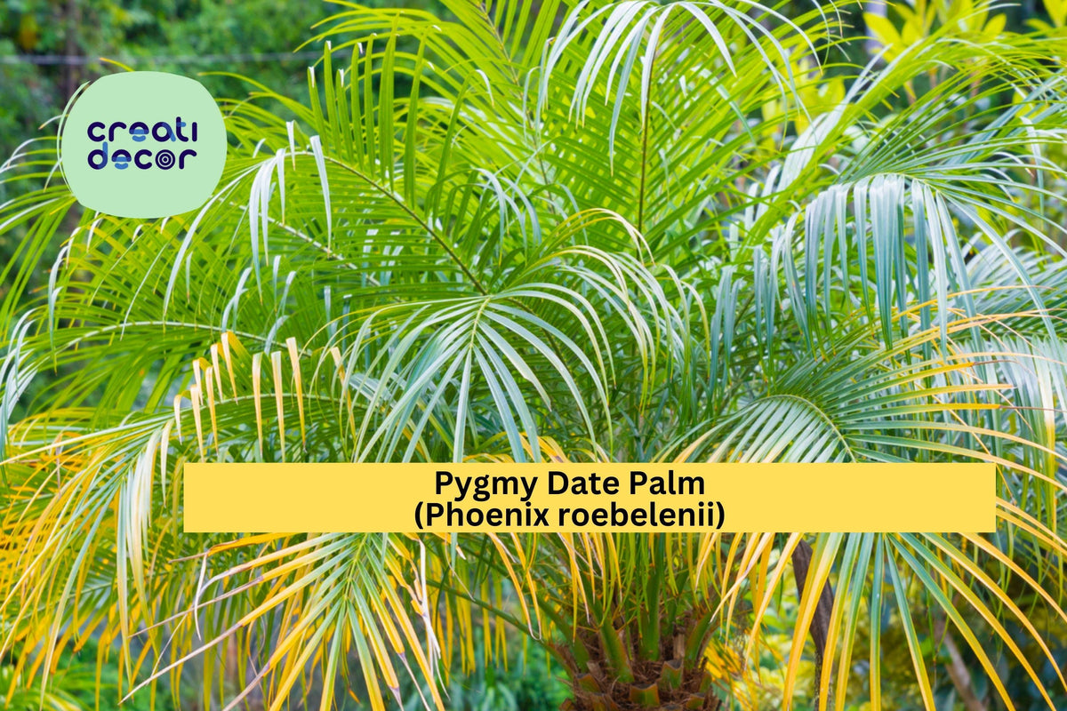Pygmy Date Palm Seeds (Phoenix roebelenii) – 5 Non-GMO Dwarf Palm Tree Seeds for Indoor and Outdoor Growing