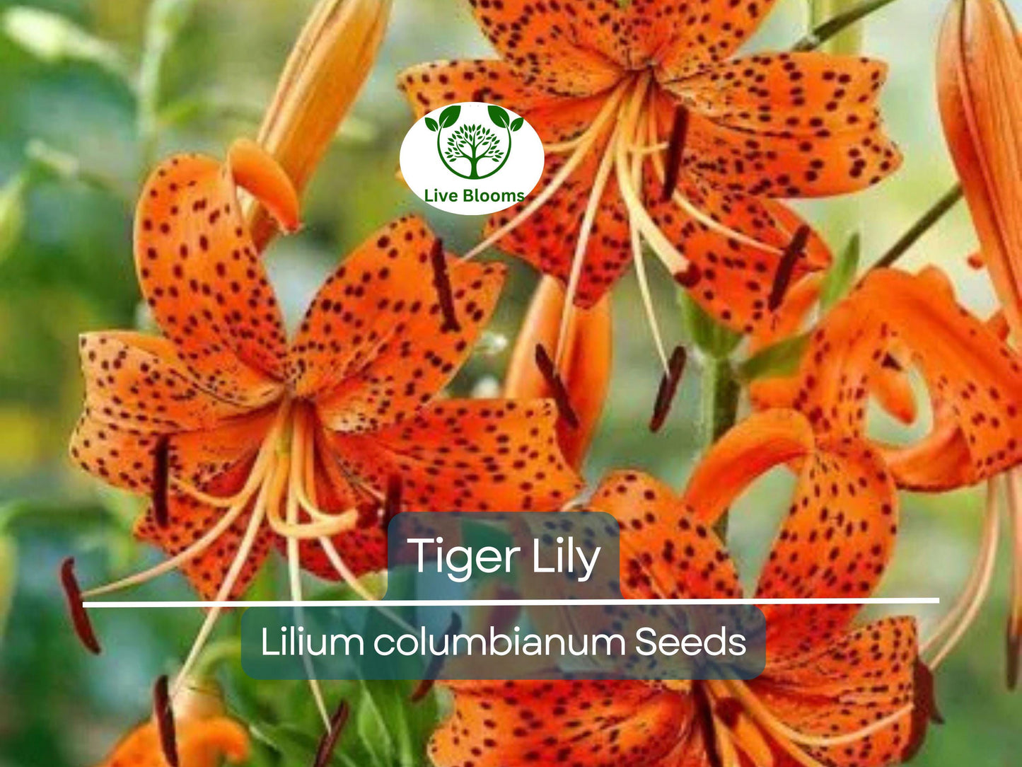 20 Tiger Lily Seeds | Lilium columbianum, Hardy Perennial with Spotted Orange Flowers