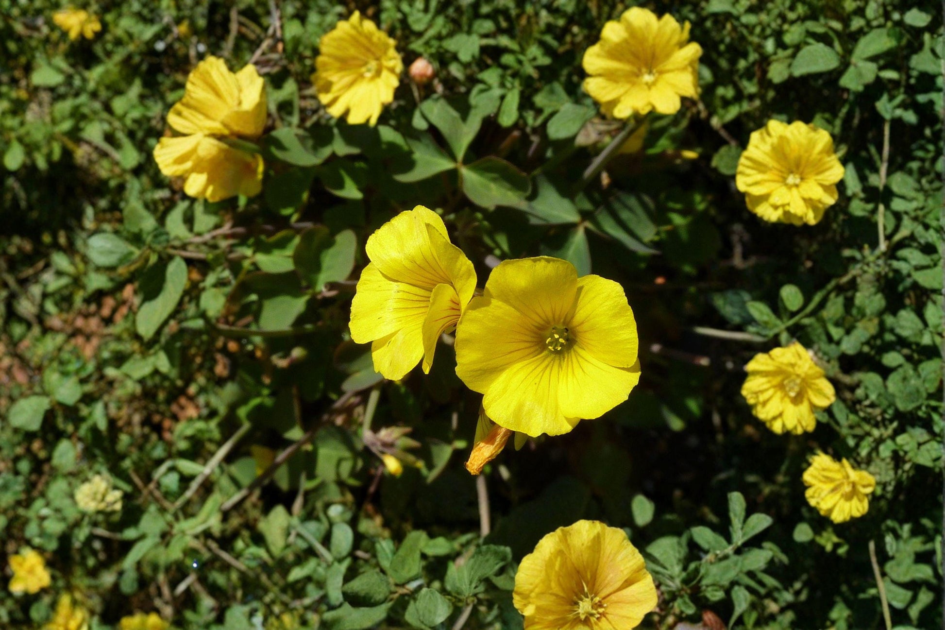 Chilean Yellow Clover Seeds, Oxalis valdiviensis, Groundcover, Yellow Flowers, Perennial Herb, Pollinator-Friendly