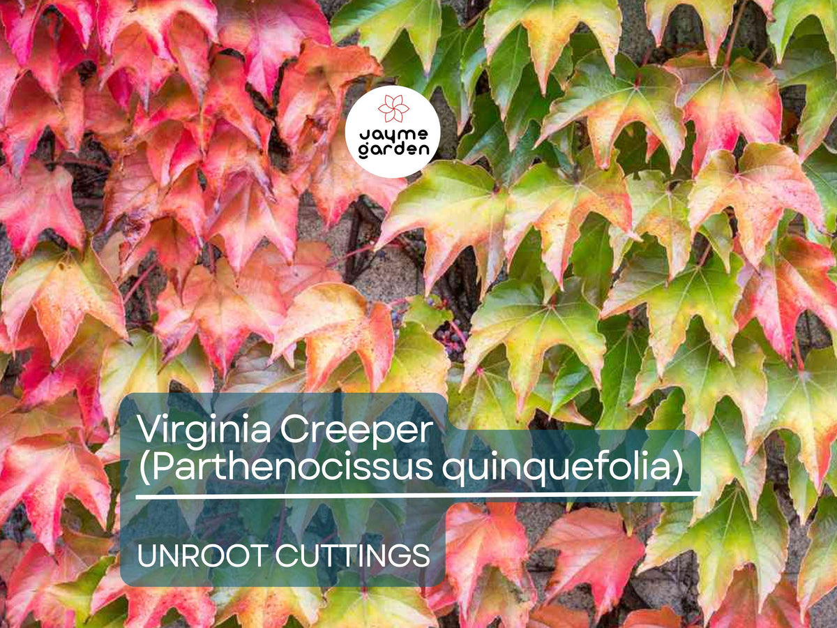 5 Unroot Cuttings Virginia Creeper Vine, Five-Leaved Ivy (Parthenocissus quinquefolia), Hardy Climbing Vine for Outdoor Landscaping