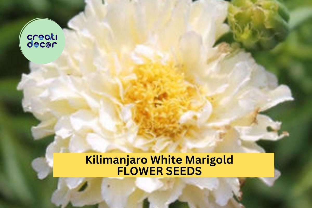 25+ Kilimanjaro White Marigold Seeds – Creamy White Double Blooms for Borders & Pots, Easy to Grow Annual