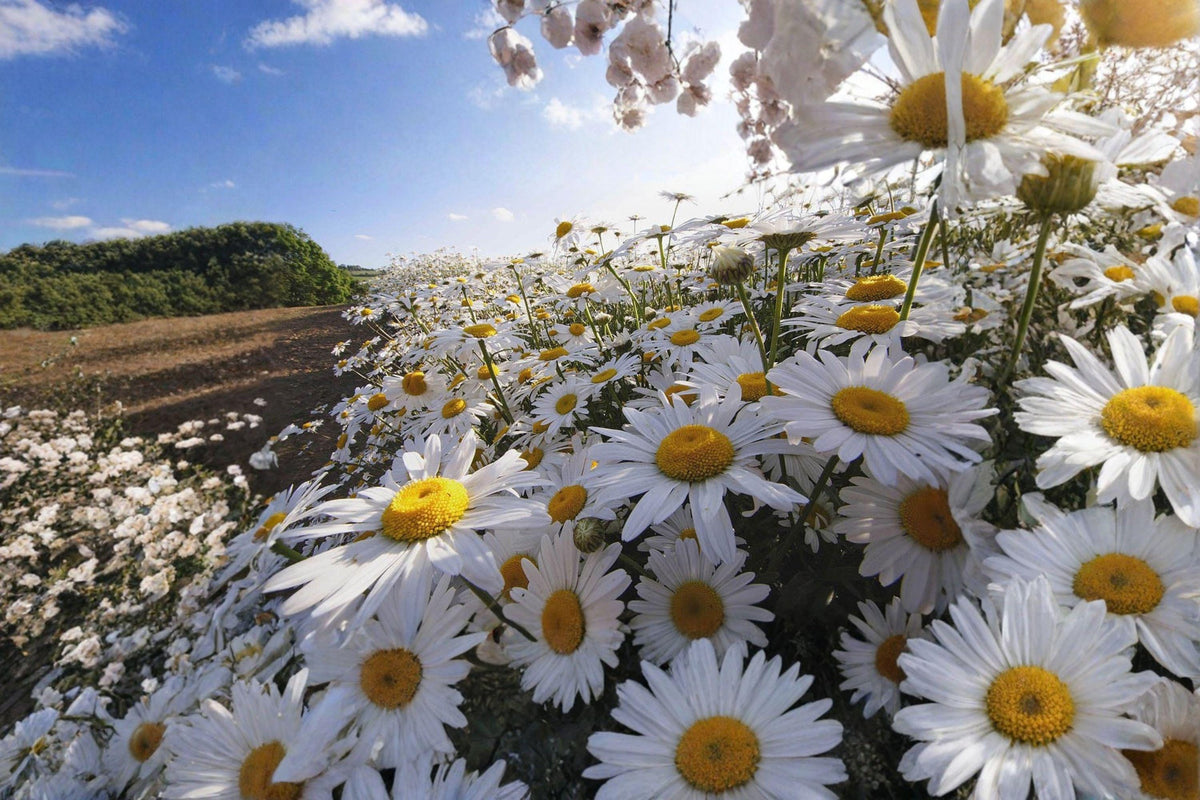 Oxeye Daisy Seeds | 100 Seeds | Hardy Perennial Wildflower | Leucanthemum vulgare | Classic White Blooms