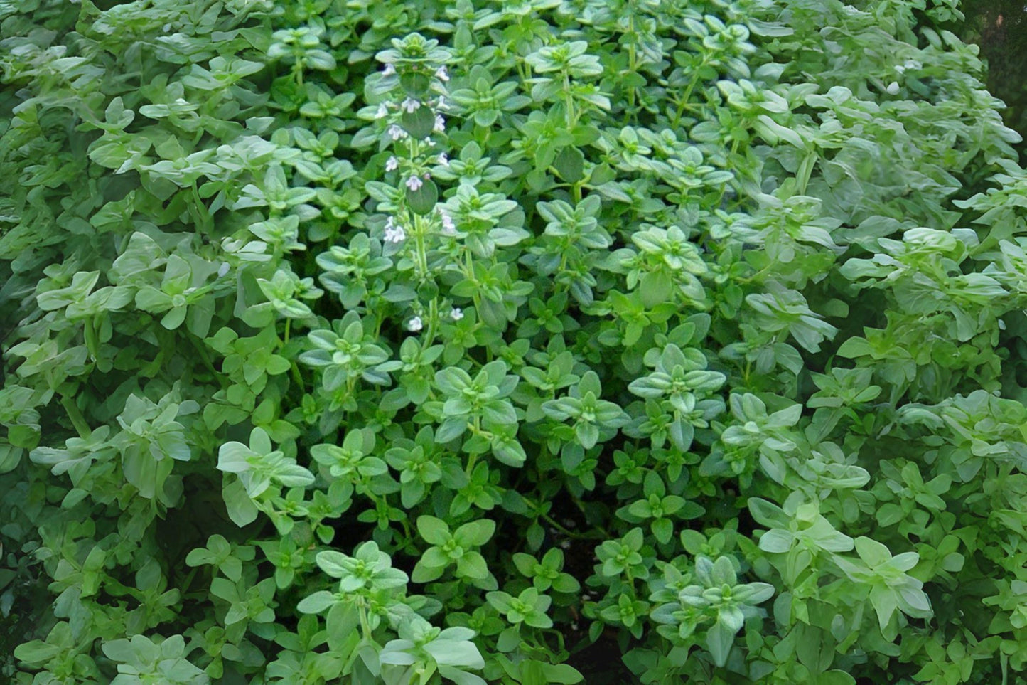 Heirloom Thyme Seeds, Culinary Herb, Pollinator Garden, Thymus vulgaris, 350 Seeds