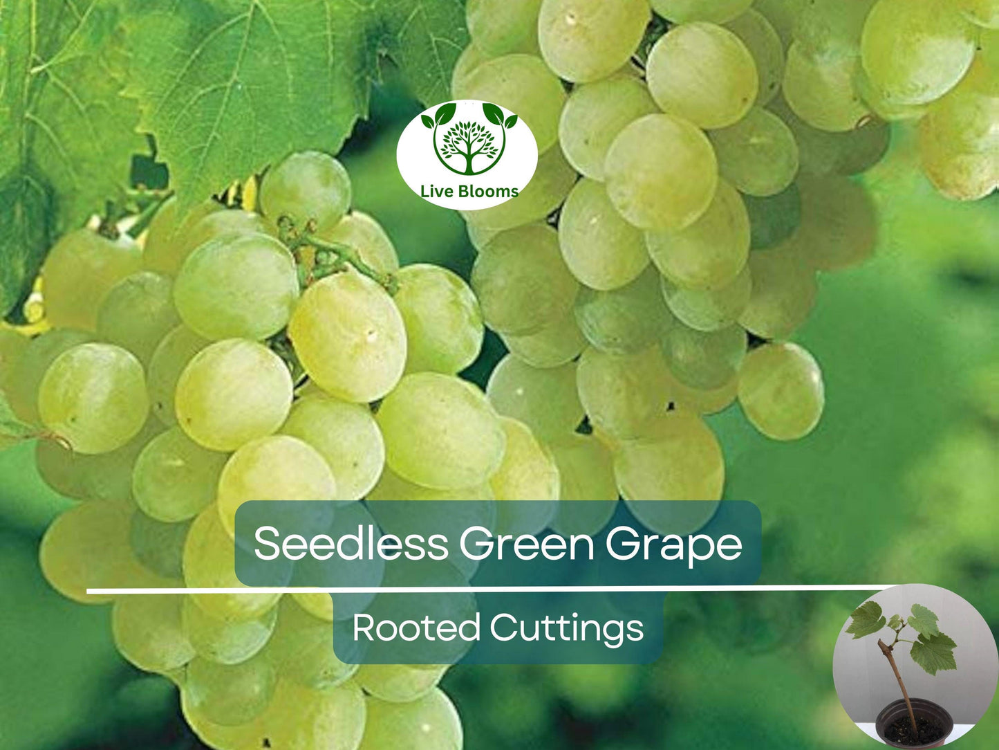 Green Rooted Seedless Grapes Cutting 8" Vine - Sweet Vitis vinifera Live Plant for Garden & Vineyard