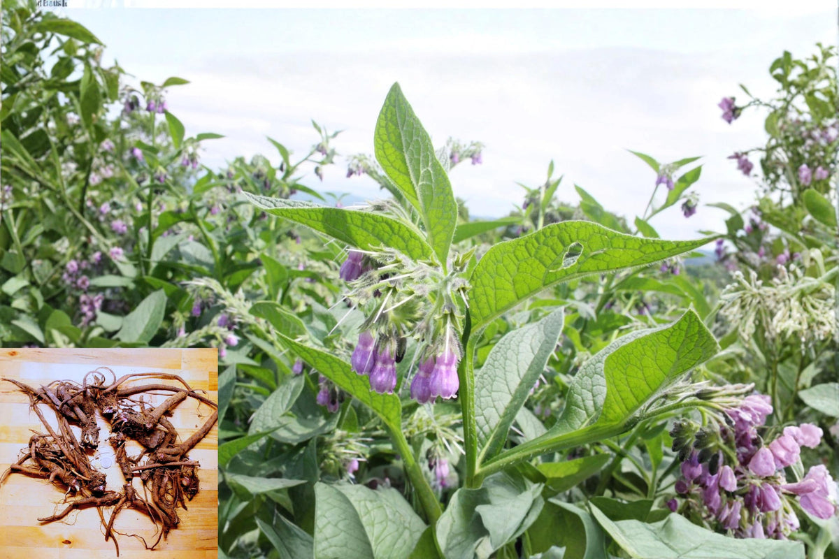 Russian Comfrey Live Root Crowns 2.5 Lbs Bocking Variety (Symphytum × uplandicum) - Hardy Perennial Plant for Gardens