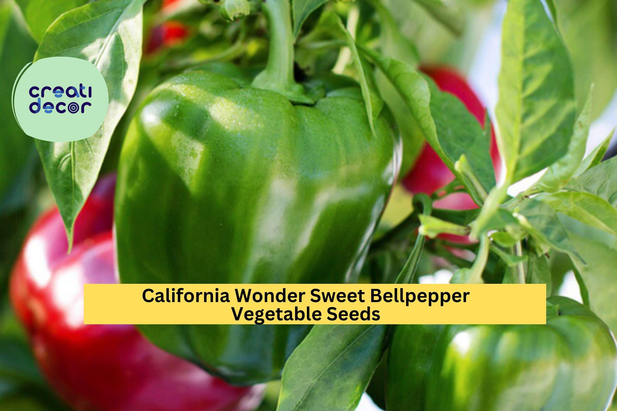300mg California Wonder Bell Pepper Seeds - Sweet Green to Red Peppers for Garden & Container Planting (Capsicum annuum) - 3pcs