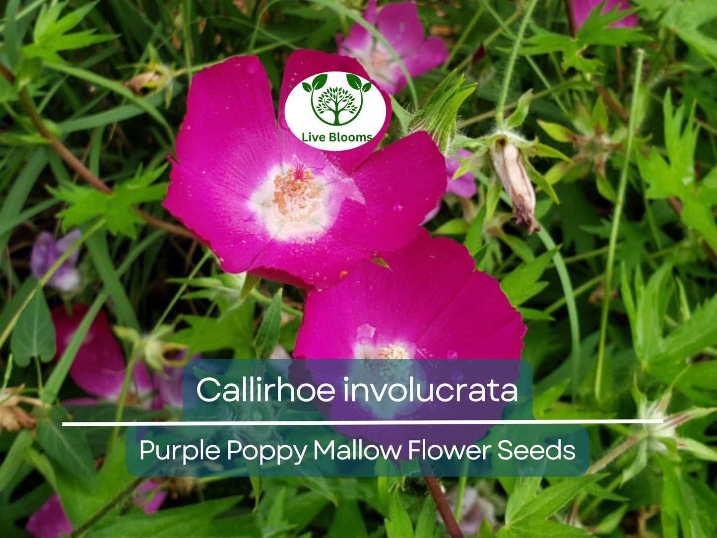 15 Callirhoe Involucrata Purple Poppy Mallow Seeds - Drought-Tolerant Native Perennial Ground Cover