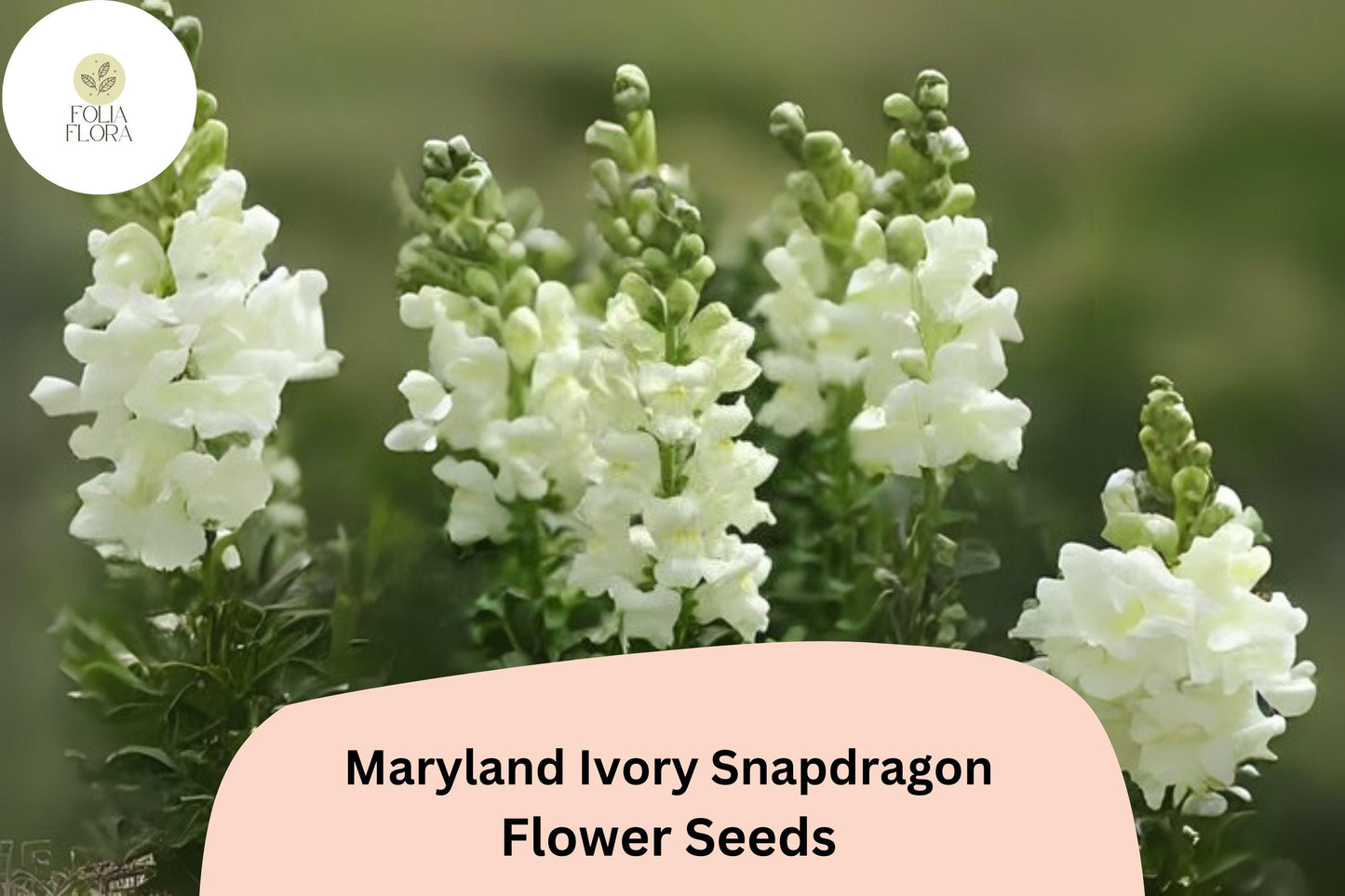Antirrhinum majus Maryland Ivory Snapdragon Seeds – 1000+ Elegant Double-Petaled Blooms for Garden & Cut Flowers
