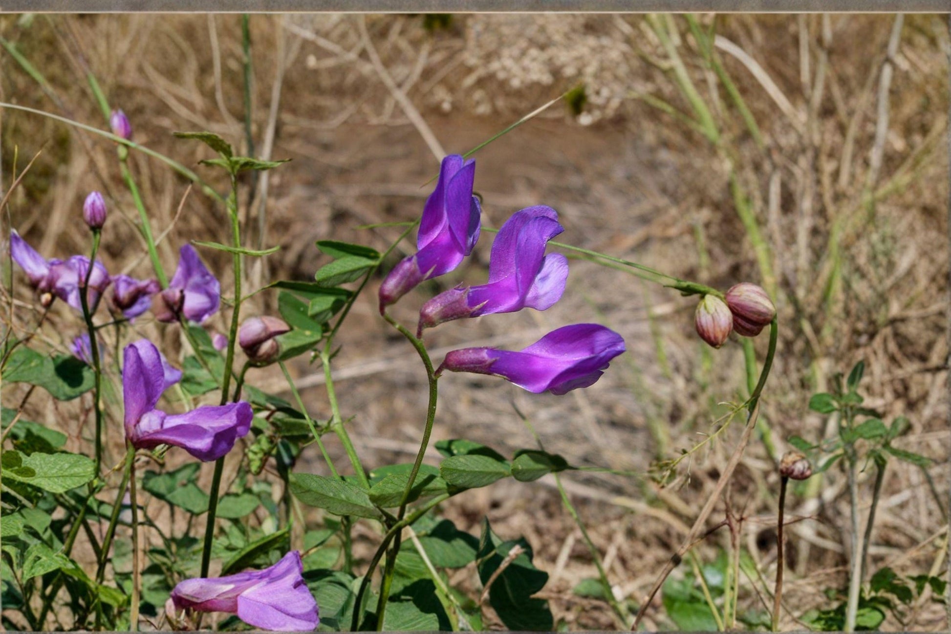 American Vetch Seeds – Native Legume for Pollinator Gardens & Soil Improvement – Vicia americana, Perennial Plant