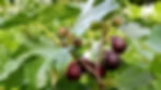 Violet de Bordeaux Fig Tree Live Bare Root Plant Compact Edible Ficus carica for Patio Garden or Orchard