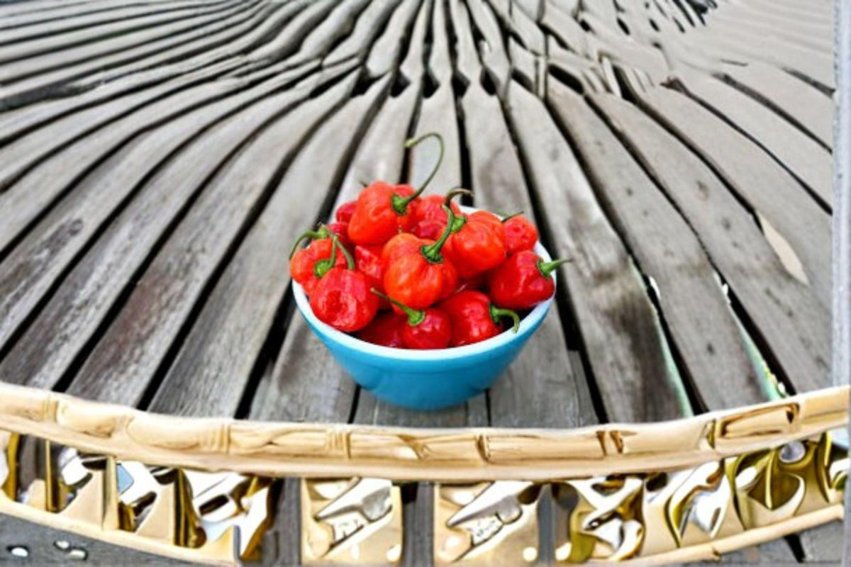 Habanero Seeds - 25 Caribbean Red Hot Pepper Seeds - Capsicum chinense - Extremely Hot Fruity Flavor for Salsas & Sauces