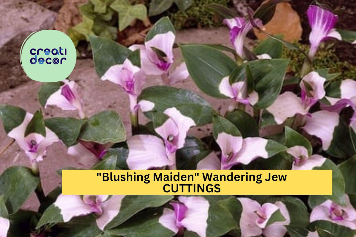 3 Blushing Maiden Wandering Jew Cuttings – Tradescantia andersoniana Pink-Purple Vining Houseplant