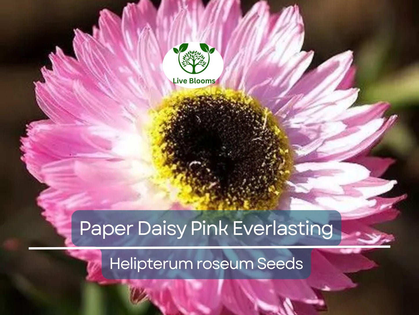 200 Seeds Pink Paper Daisy Everlasting Flowers for Florists & Crafters, Non-GMO, Pollinator-Friendly