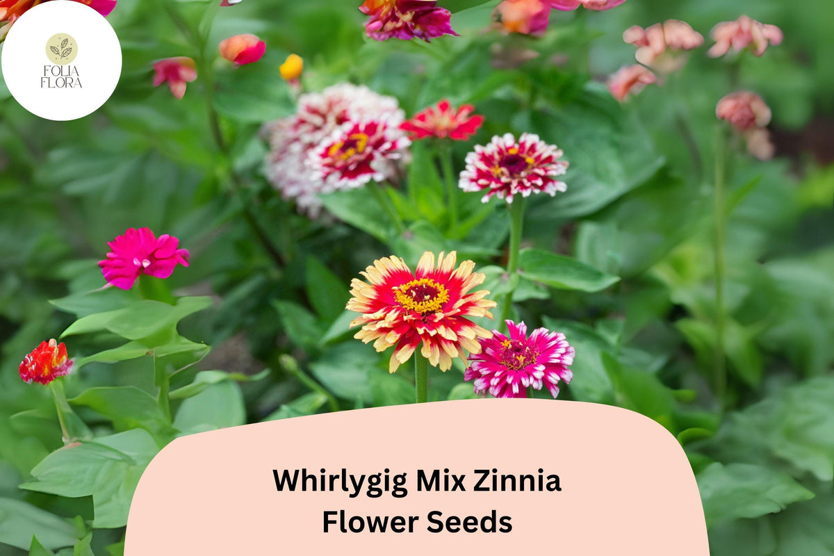 Whirlygig Mix Zinnia Seeds - 100+ Non-GMO Bi-Color Blooms (Zinnia elegans) for Garden Borders & Cut Flower Arrangements