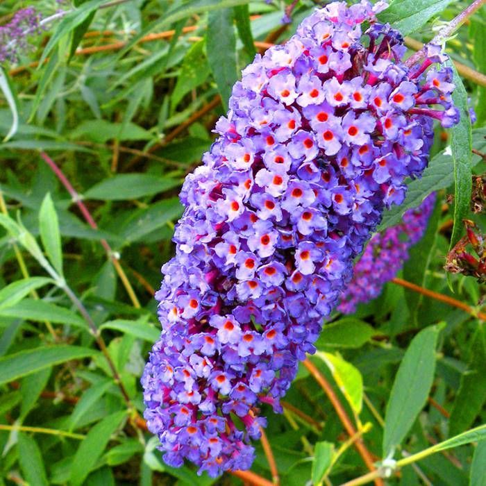 Buddleja davidii Butterfly Bush Cuttings – 7 Unrooted Stems, Purple Flowers, Deciduous Shrub, USDA Zones 5-9