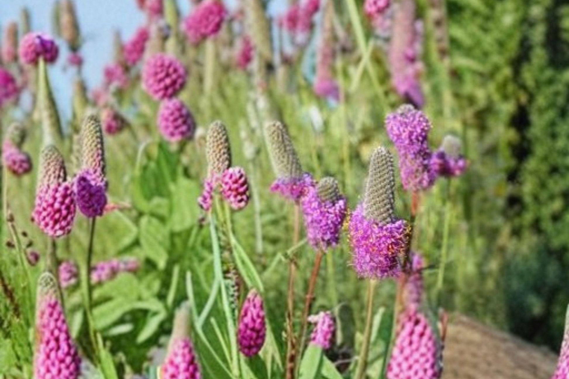 Purple Prairie Clover Seeds – Dalea purpurea Native Legume for Pollinator Gardens and Prairie Restoration