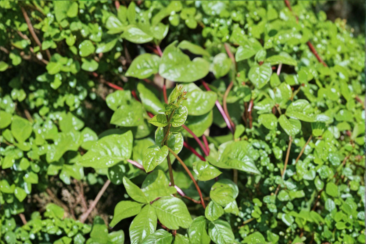 Malabar Spinach Seeds – 30 Count Red Stem Heat-Loving Climbing Green | Basella alba var. rubra | Edible & Ornamental