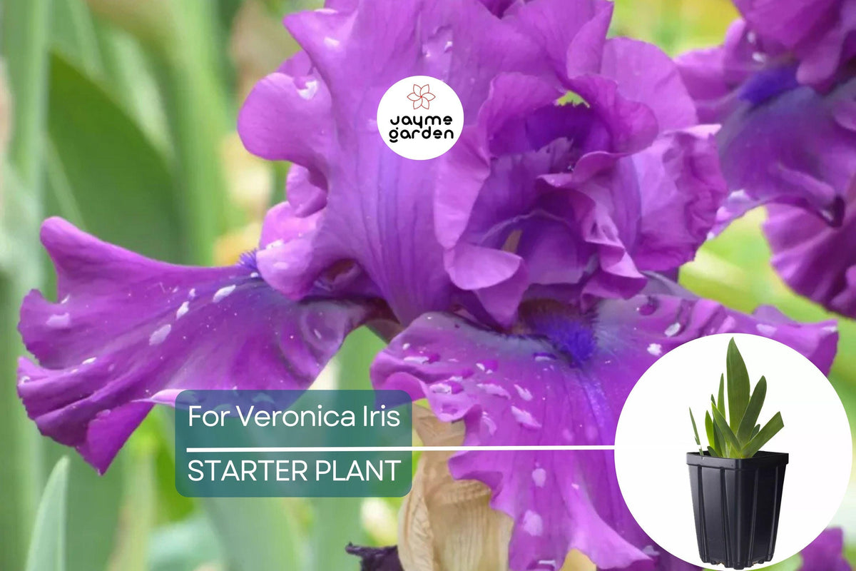 For Veronica Iris Plant - Quart Pot - Wine-Black Flowers - Iris germanica 'For Veronica' - Hardy Zones 3-10 - Deer & Drought Resistant