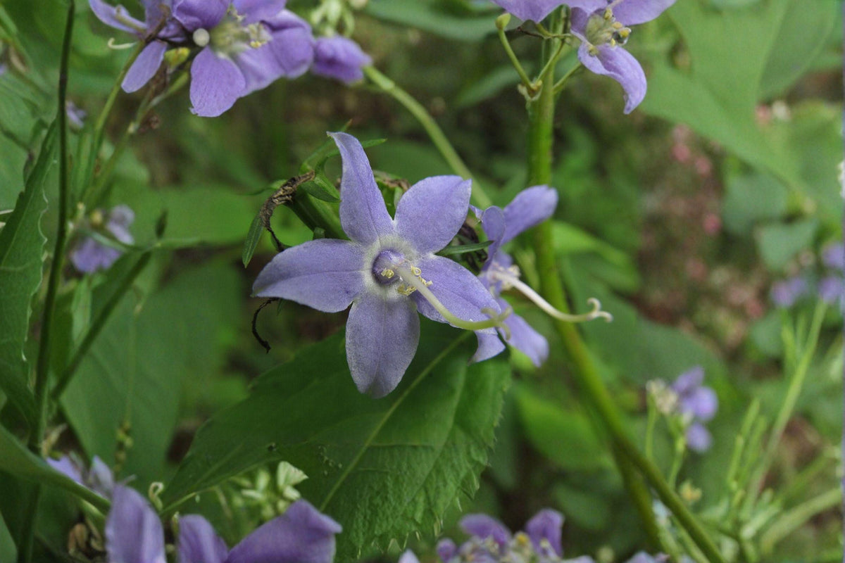 Tall Bellflower Seeds – 500 Non-GMO Seeds | Campanula americana | Blue-Violet Blooms | Pollinator Friendly Native Biennial