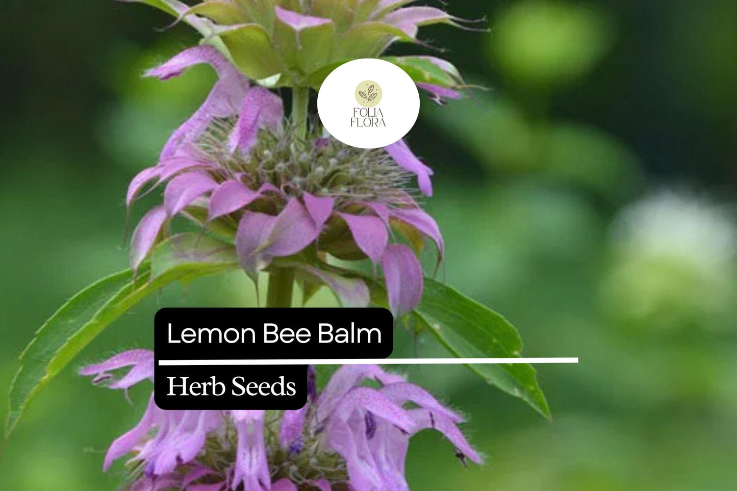 Lemon Bee Balm Seeds - 25 Monarda Citriodora Seeds for Fragrant Pollinator Gardens