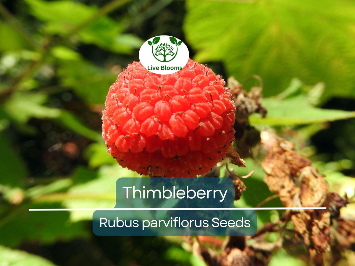 Thimbleberry Seeds 50 Pack - Rubus parviflorus - Edible Sweet Berries - Hardy Flowering Raspberry - Easy to Grow Garden Plant