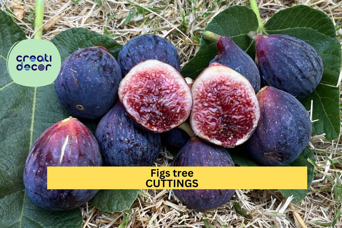 2 Burgan UKN Fig Tree Cuttings | Rare Ficus Carica Variety | Fresh Unrooted Wood for Rooting