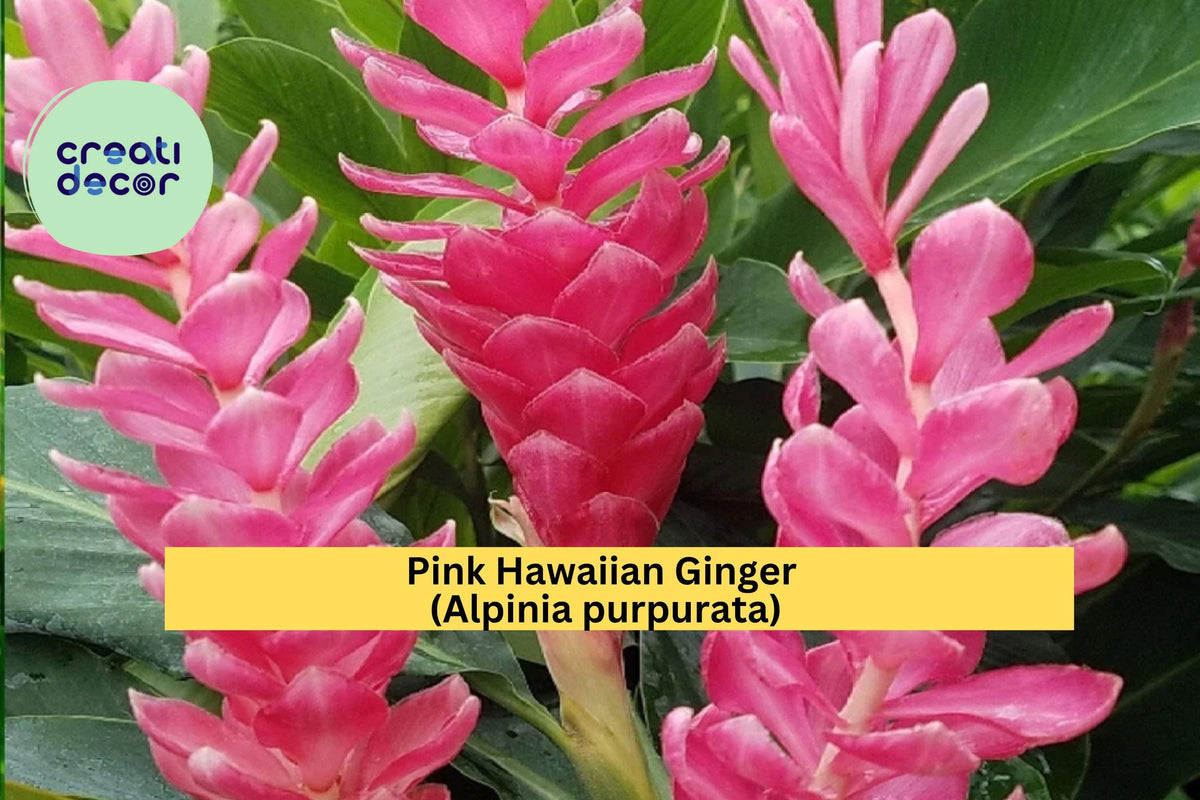 Pink Hawaiian Ginger Roots - 2 Live Alpinia purpurata - Tropical Flowering Plant with Vibrant Pink Blooms for Garden or Patio