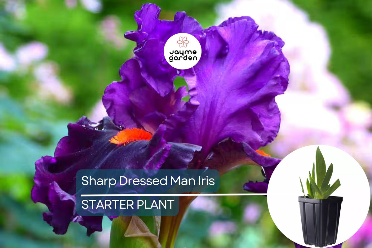 Sharp Dressed Man Iris Quart Pot | Fragrant Black-Purple Bearded Iris | Drought-Tolerant & Deer-Resistant | Iris germanica