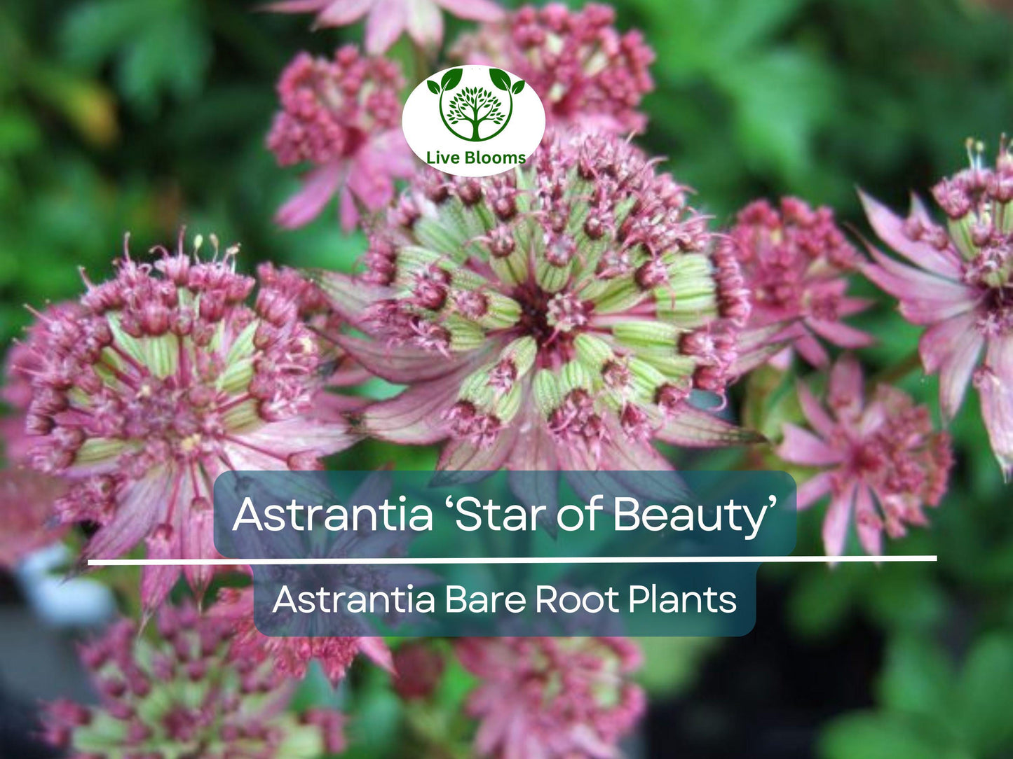 Astrantia ‘Star of Beauty’ Bare Root Plant – Shade-Loving Perennial with Pink-Purple Star-Shaped Blooms