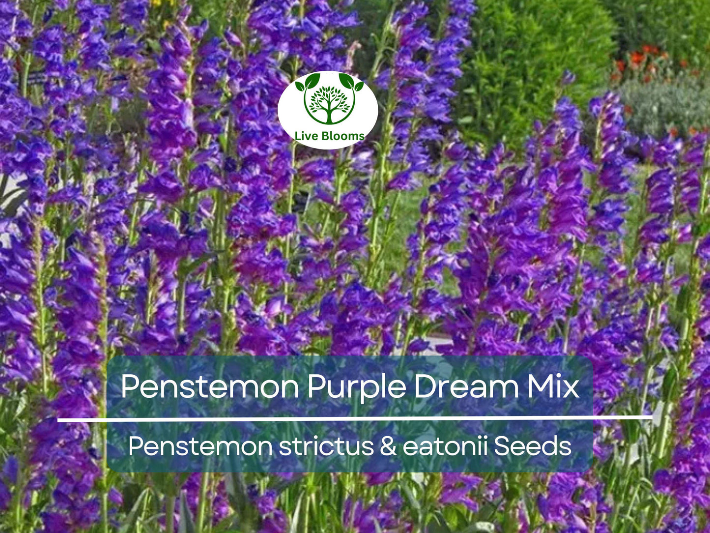 200 Seeds Penstemon Purple Dream Mix - Perennial Beardtongue with Red & Purple Flowers, Hummingbird Attracting, Non-GMO