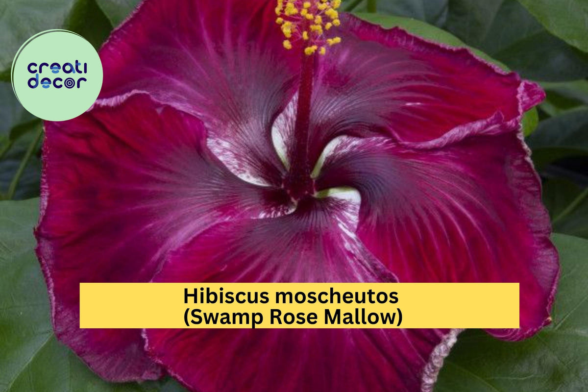 Swamp Rose Mallow Live Starter Plant - Hardy Perennial Hibiscus with Large Pink-White Blooms - Hibiscus moscheutos
