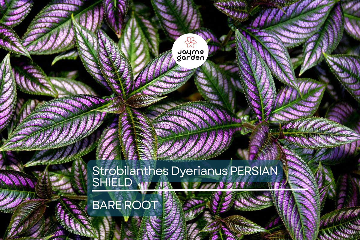 Live 4” Persian Shield Plant, Strobilanthes dyerianus, Purple Silver Foliage, Drought Tolerant Houseplant, Easy Care Tropical Plant