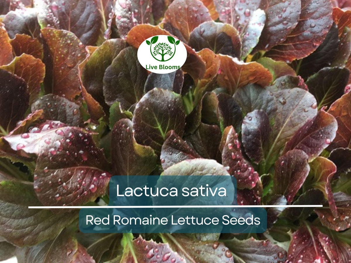 700 Seeds Red Romaine Lettuce - Heirloom Variety (Lactuca sativa) for Gardening, Fresh Salads, and Vibrant Harvests