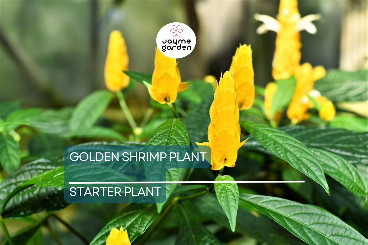Golden Shrimp Plant Starter - Justicia brandegeana, Yellow Blooms, Easy Care Shrub, Live Rooted Seedling for Indoor & Outdoor Gardening