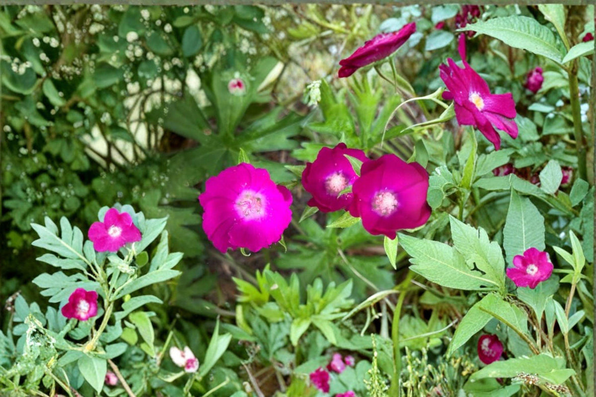 Purple Poppy Mallow Seeds - 10 Drought-Tolerant Perennial Seeds, Callirhoe involucrata, Native Groundcover Wildflower