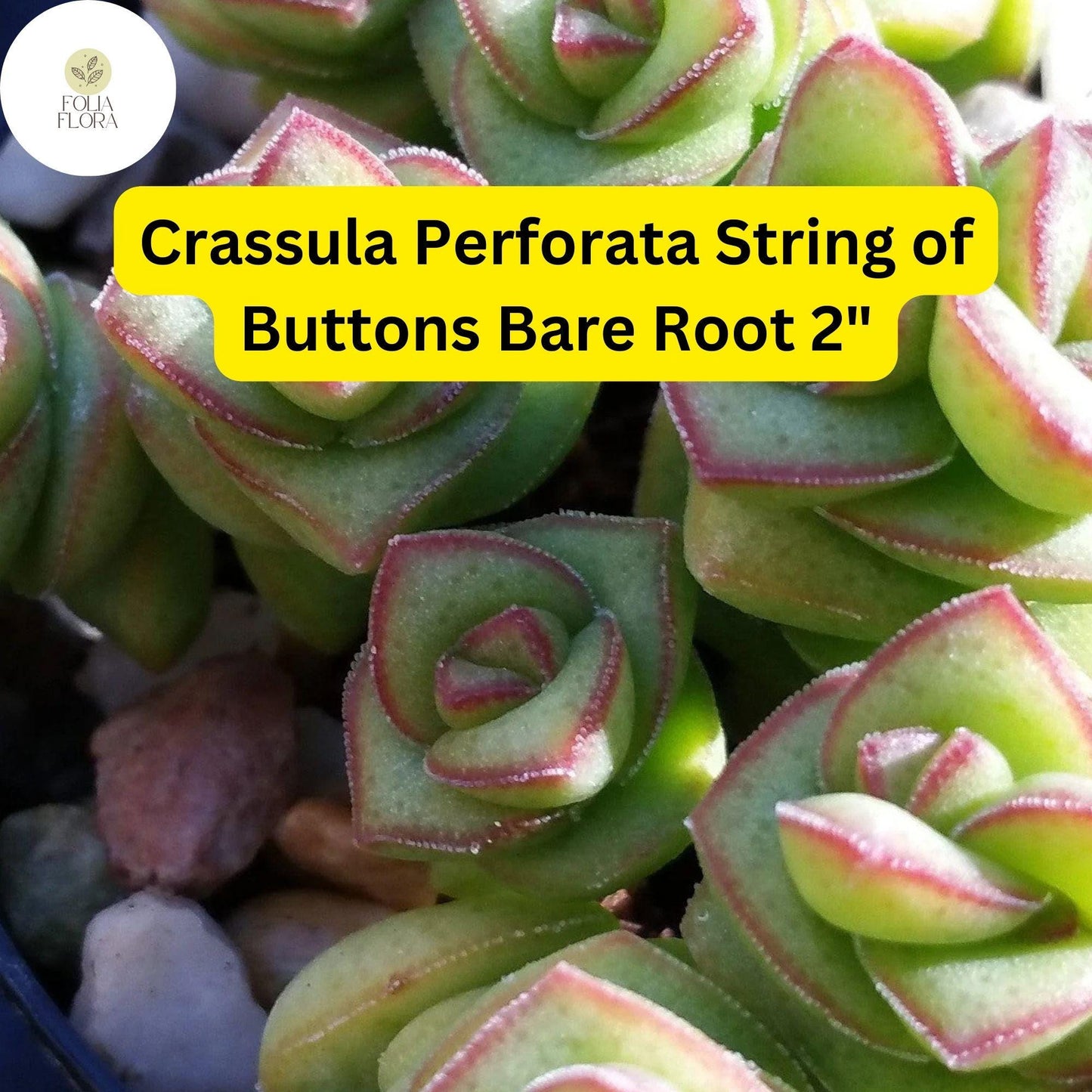 Crassula Perforata ‘String of Buttons’ Succulent | 2 Live 2” Bare Root Plants | Easy-Care Trailing Succulent
