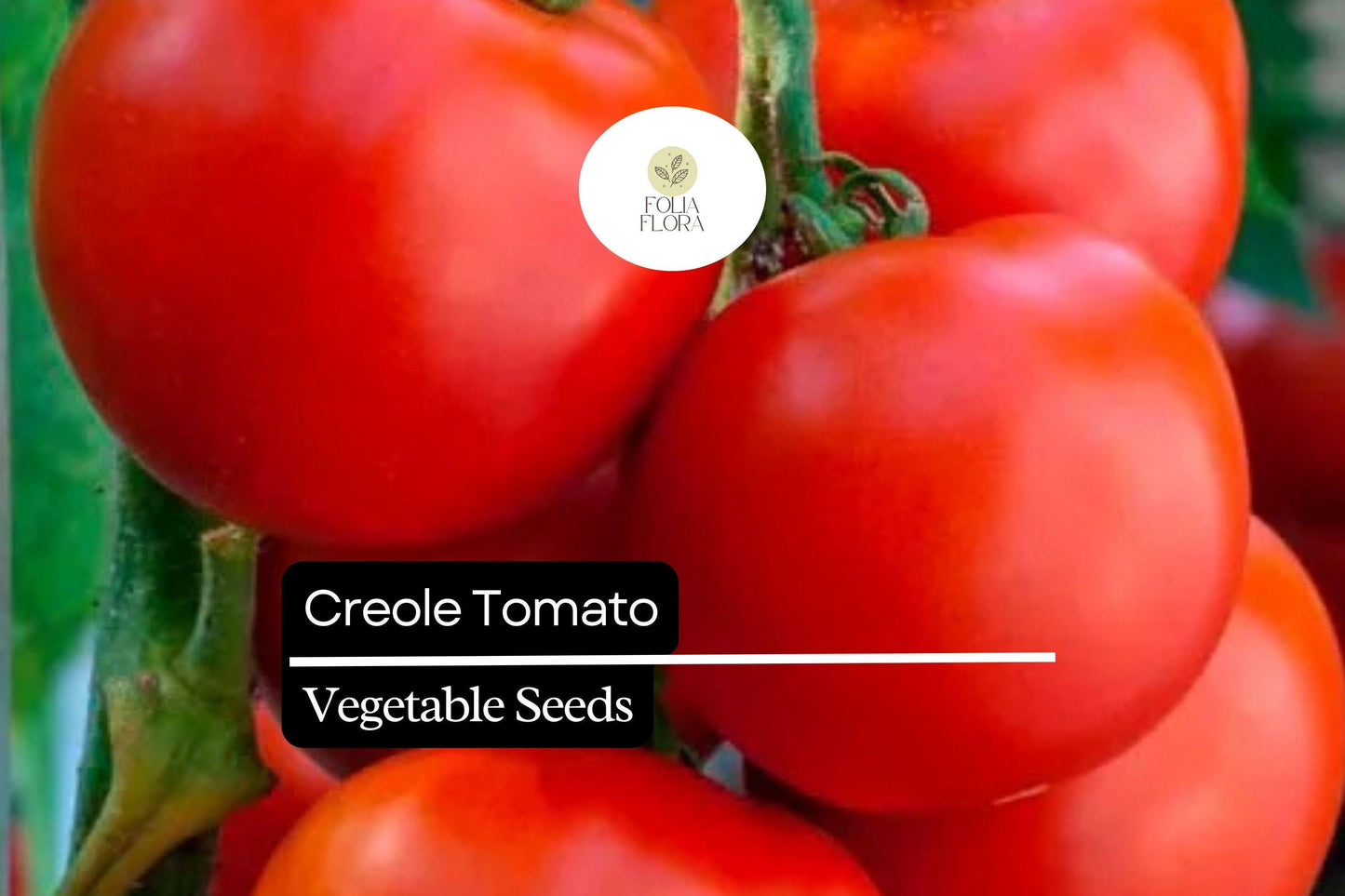 15 Seeds Creole Tomato Heirloom Variety – Sweet, Juicy, Disease-Resistant, High Yield