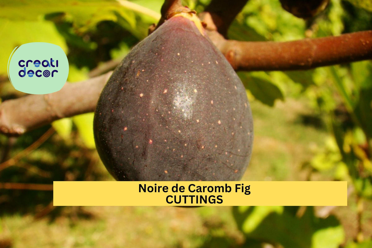 Noire de Caromb Fig Cuttings | 2 Unrooted Fresh Scions | Rare French Heirloom | Ficus carica | Sweet Dark Purple Fruit