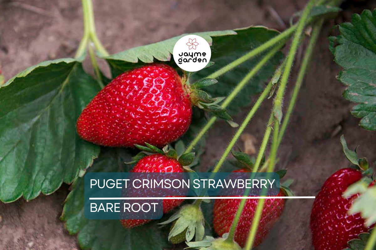 10 Bare Root Puget Crimson Strawberry Plants | Large Sweet Berries | High Yield | Fragaria × ananassa 'Puget Crimson'