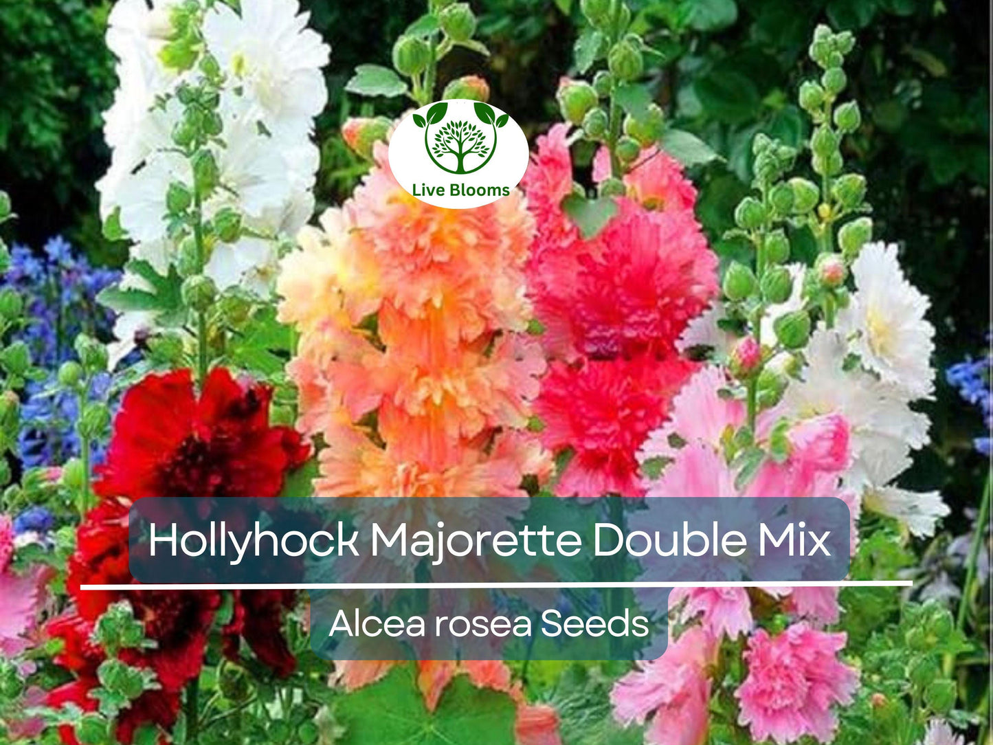50 Seeds Hollyhock Majorette Double Mix - Dwarf Biennial, Non-GMO, Pollinator-Friendly Garden Flowers