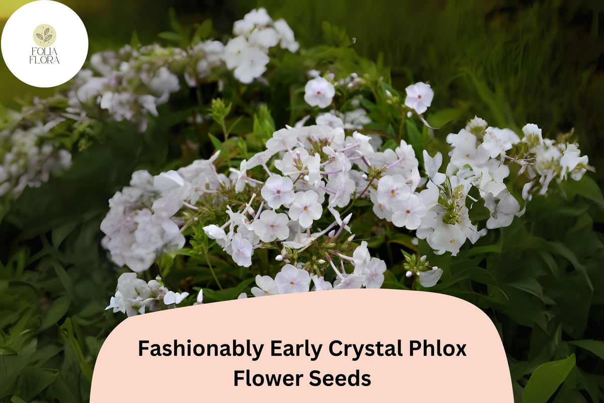 Crystal Phlox Seeds - 100+ Fashionably Early White Perennial Flower Seeds | Phlox paniculata - Mildew Resistant, Attracts Pollinators