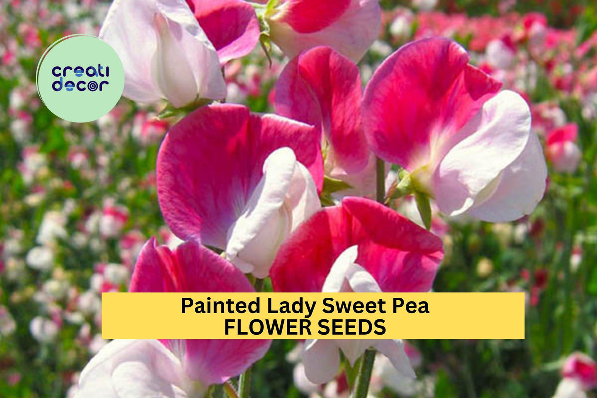 50+ Painted Lady Sweet Pea Seeds – Pink & White Fragrant Climbing Vines for Trellises