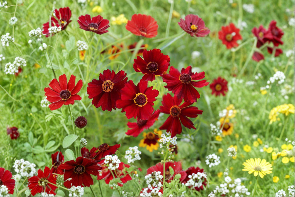 Coreopsis Seeds - 300 Count - Plains Dwarf Red - Coreopsis tinctoria - Compact Pollinator-Friendly Annual Wildflower