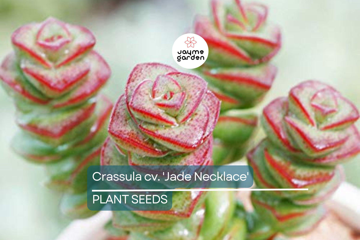 Rare Crassula 'Jade Necklace' Succulent Seeds - 25 Pack, Cascading Jade-Like Leaves, Crassula sp., USDA Zones 9-11