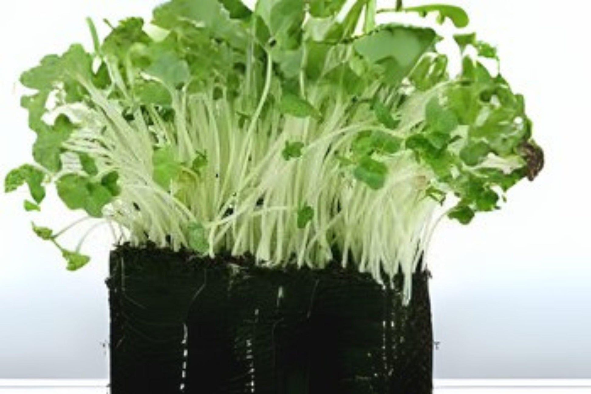 Garden Cress Seeds 800 Pack | Curled Pepper Cress Lepidium sativum for Microgreens, Salad Garnish, Fast-Growing Herb
