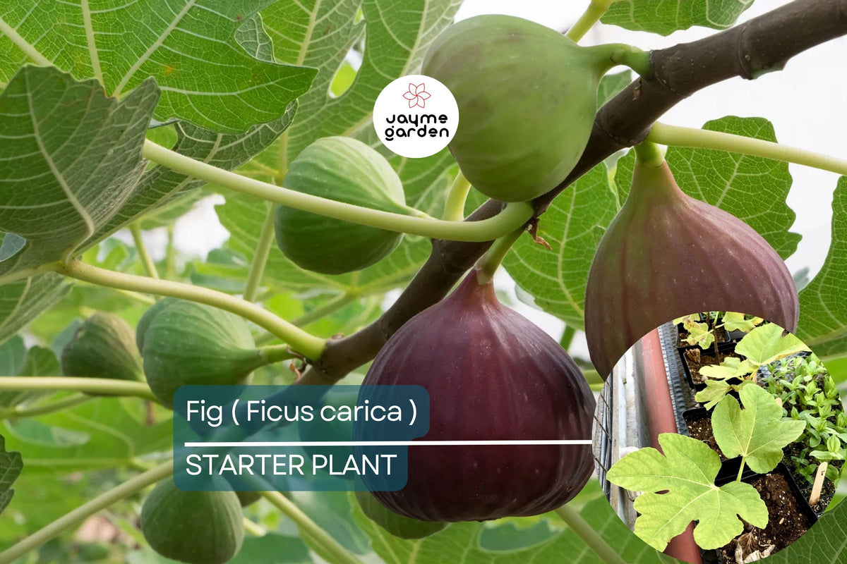 Ficus Fig Tree Starter Plant | Live Tropical Fruit Tree | Ficus carica | Sweet Nutritious Figs for Gardens & Patios
