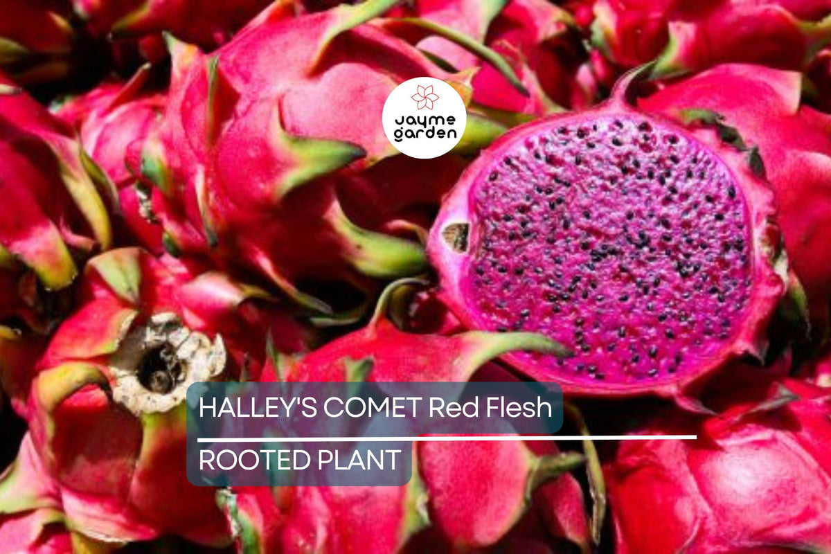 Halley’s Comet Dragon Fruit Plant 4-7" - Hylocereus Undatus - Sweet Red Flesh, Climbing Cactus, Full Sun, Hardy to 32°F