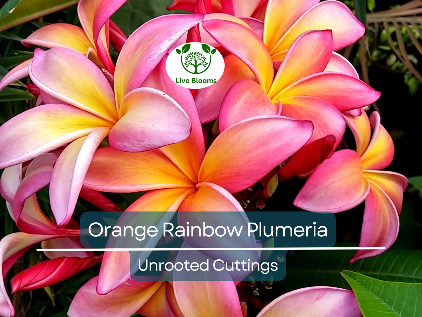 Orange Rainbow Plumeria 8-12" Unrooted Cutting | Frangipani Tropical Plant for Garden & Home