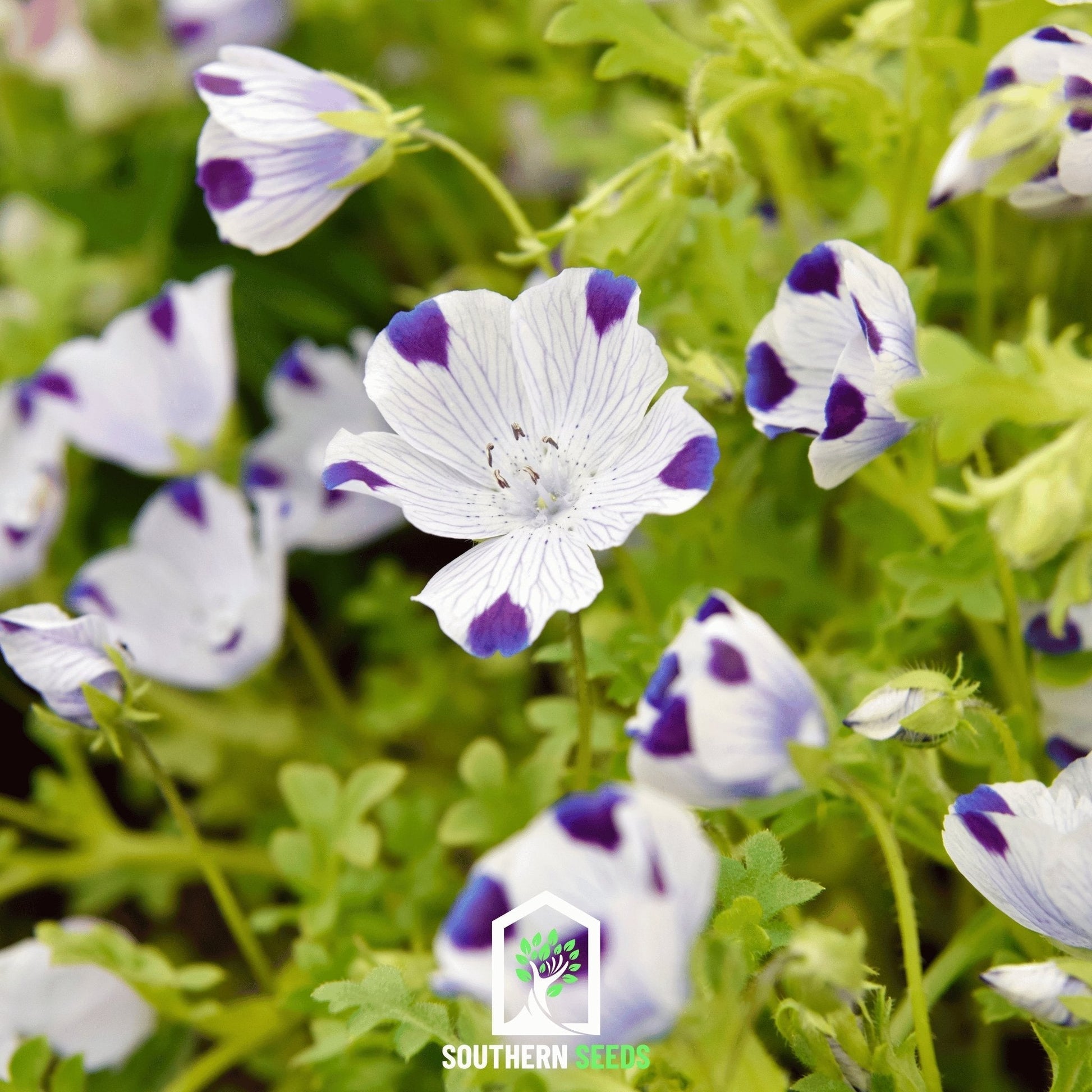 Five Spot Wildflower Seeds – Nemophila maculata – California Native, Edging & Groundcover, Heirloom, Non-GMO, 50 Seeds